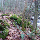 Moss