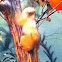 Golden lion tamarin