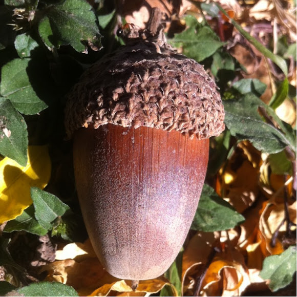 Spotting Image 1