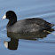 American Coot
