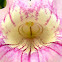 Bignonia rosa 
