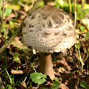 Parasol Mushroom