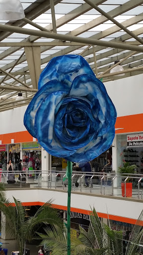 Rosa Azul Gigante