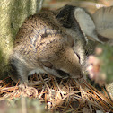 Southern Flying Squirrel