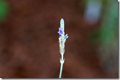 IMG_7208small