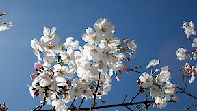 Spring time San Francisco