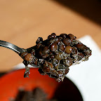 Caviar de lentilles beluga au nori