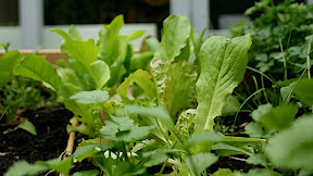 Salade du jardin