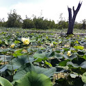 American lotus