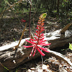 Coral Bean