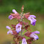 Garden sage
