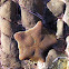NZ common cushion star