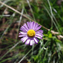 Cascade Aster