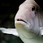 Jolthead porgy