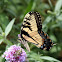 Eastern Tiger Swallowtail