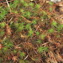 Moss