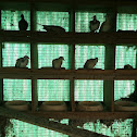 Homing pigeons