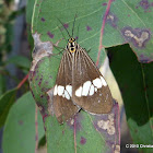 Magpie Moth