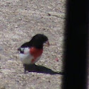 Rose-Breasted Grosbeak