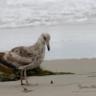 (Juvenile) Western Gull