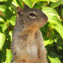 Rock Squirrel