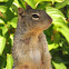 Rock Squirrel