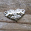 White-banded Toothed Carpet