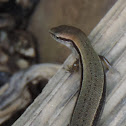 Ground Skink
