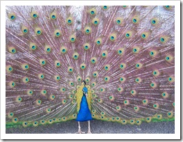 peacock_plumage