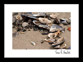 SHELLS | Sommerlig motiv av en formasjon med skjell og andre artifakter fra havet. Trykket på lerret gir bildet en stor dybde som gjør bildet mer levende. Bildet er signert av kunstneren. SHELLS | Sommerlig motiv av en formasjon med skjell og andre artifakter fra havet. Trykket på lerret gir bildet en stor dybde som gjør bildet mer levende. Bildet er signert av kunstneren.