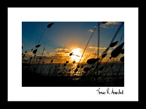 MOODS | Strå blåser i vinden mot en vakker solnedgang på Philip Island utenfor Melbourne i Australia. Bildet er signert av kunstneren. MOODS | Strå blåser i vinden mot en vakker solnedgang på Philip Island utenfor Melbourne i Australia. Bildet er signert av kunstneren.