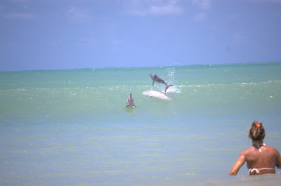 baia dos golfinhos
