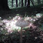 Macrolepiota procera