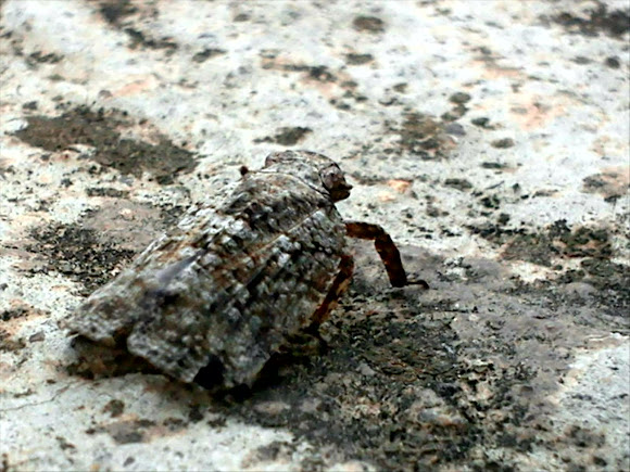 Spotting Image 1