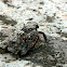 Moth