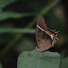 Mariposa del sotobosque