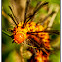 Oleander caterpillar