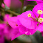 Purple Bougainvillea