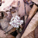 Harbinger of Spring