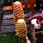 Black Gingerwort aka Shampoo Ginger aka Golden Beehive Ginger