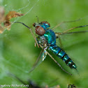 Long-legged fly