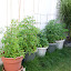 Tjdavid21444's Vegetable garden