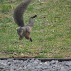 Eastern Gray Squirrel