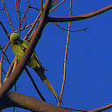 Rose ringed parakeet