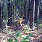 Banana spider