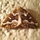 Moth