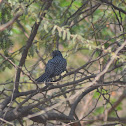 Asian Koel