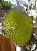jack fruit, yum!