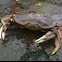 Dungeness Crab
