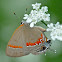 Red-banded hairstreak